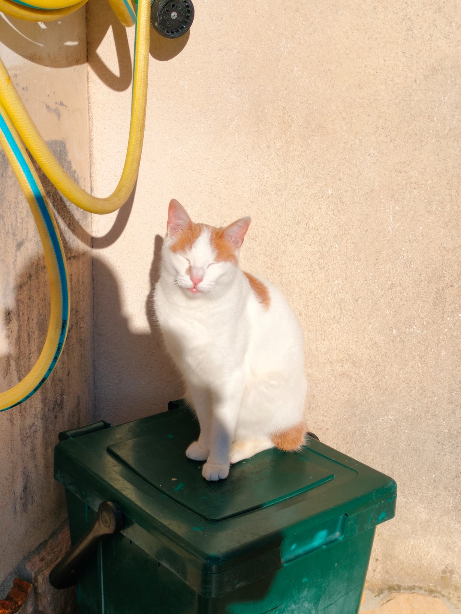 Nina, gattina timida di 1 anno e mezzo